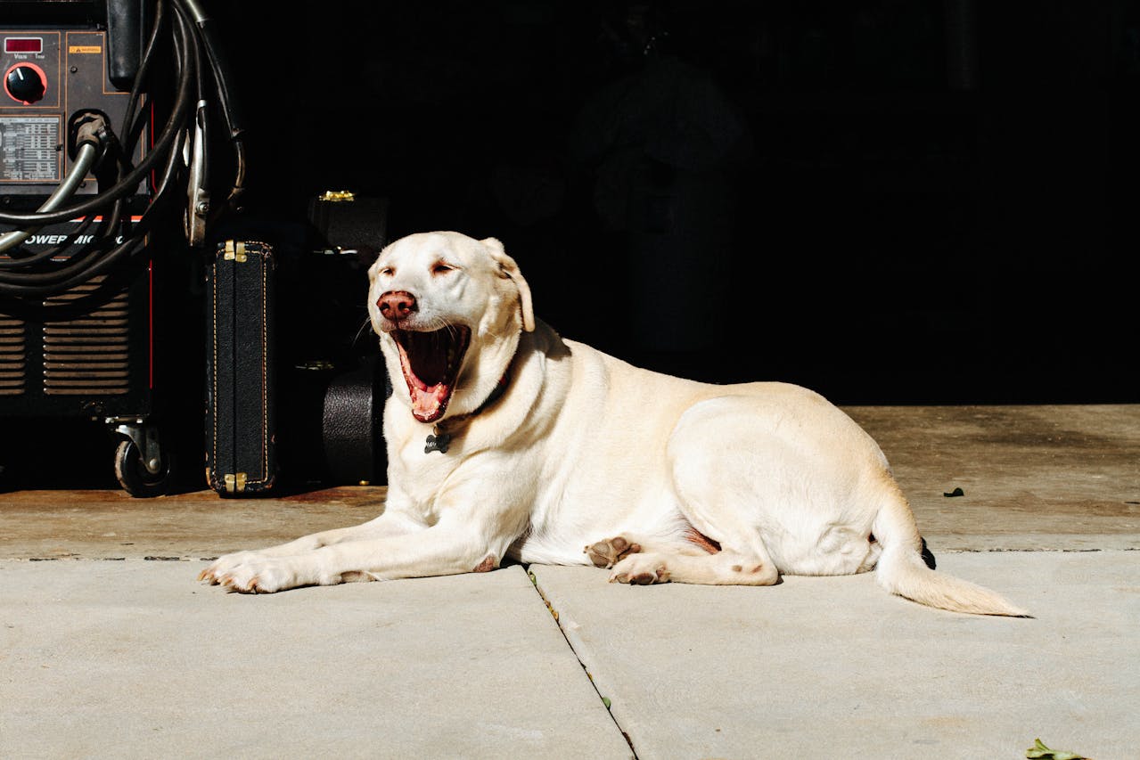 yellow lab lying down and yawning