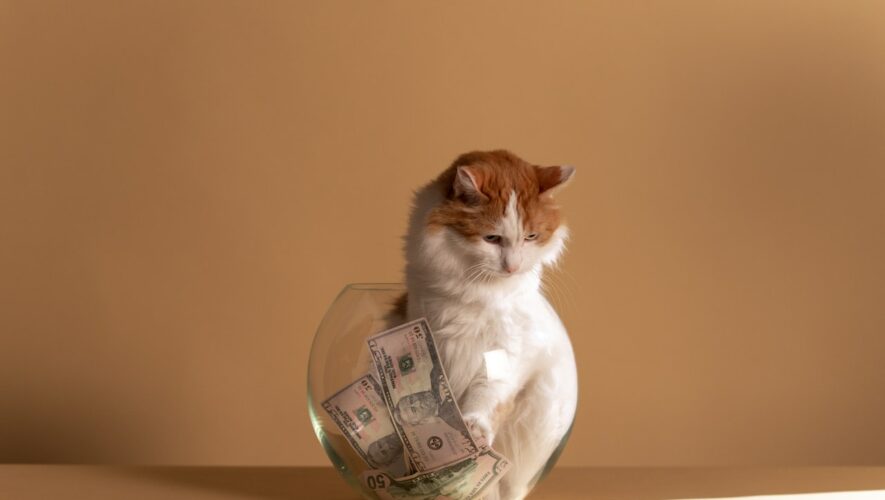 cat in a fishbowl with money