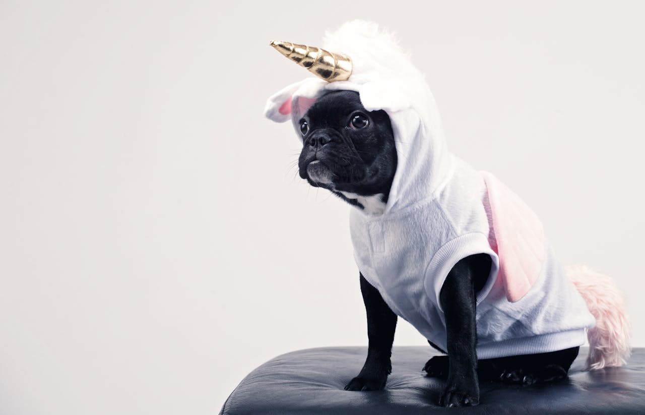 little black pug wearing a unicorn costume