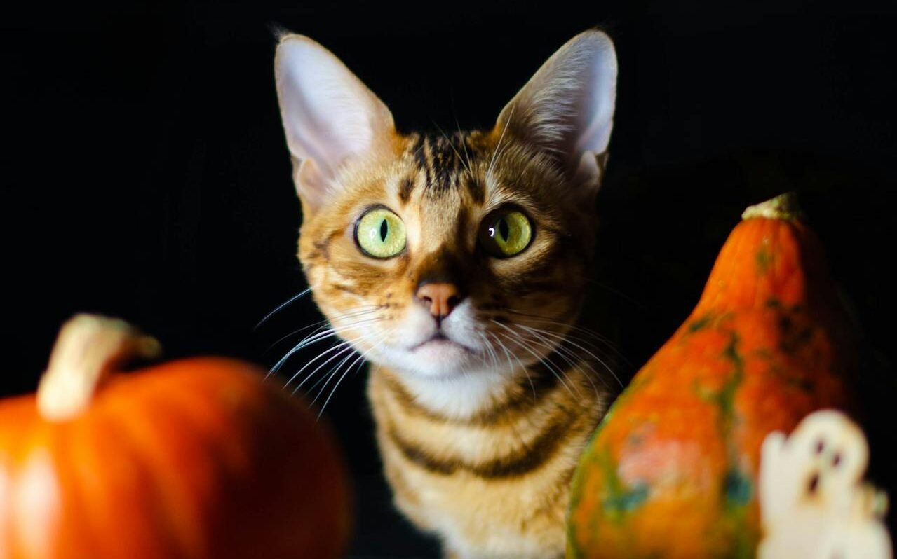 Bengal cat with gourds and pumpkins