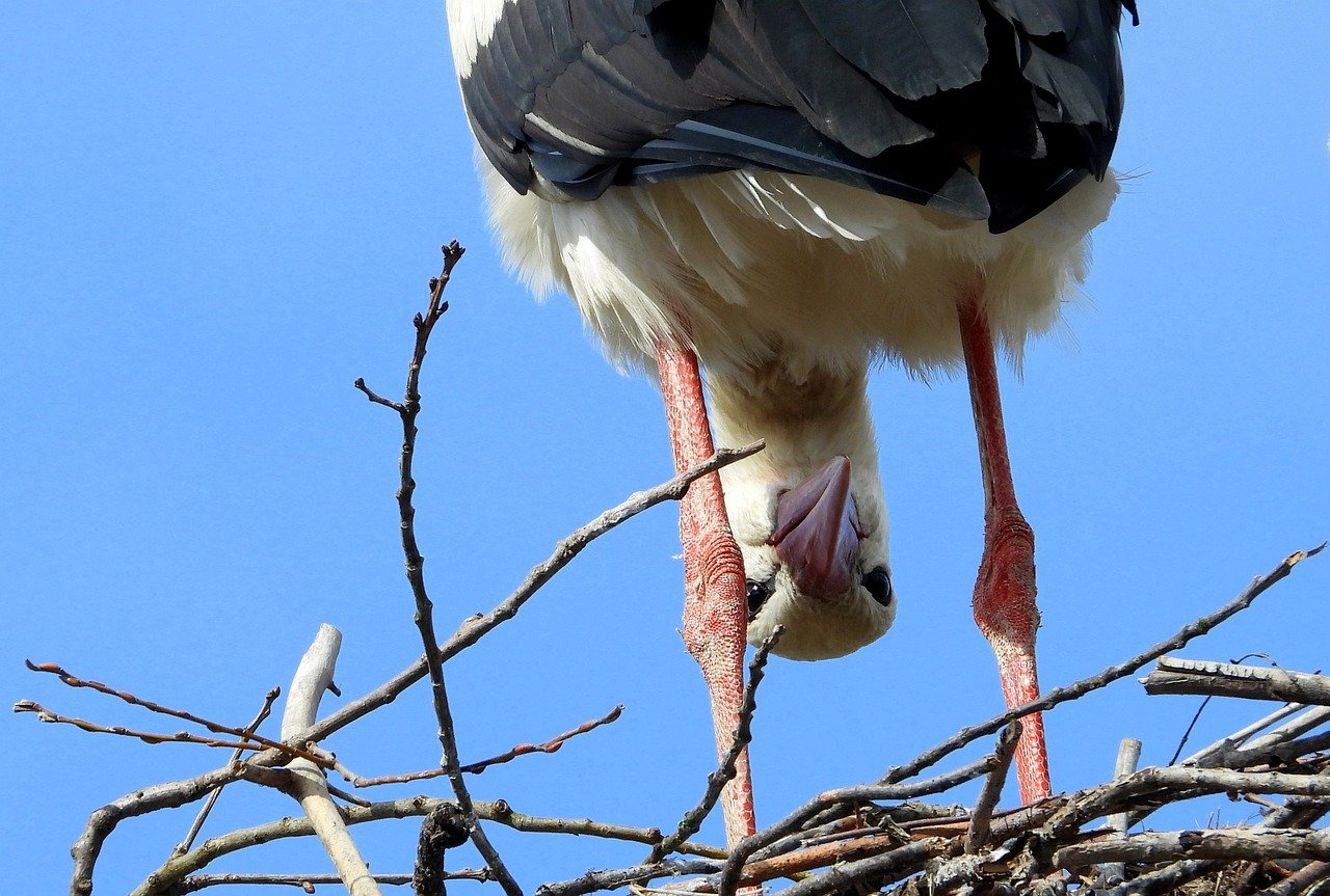 bird in nest checking its undercarriage, a fool