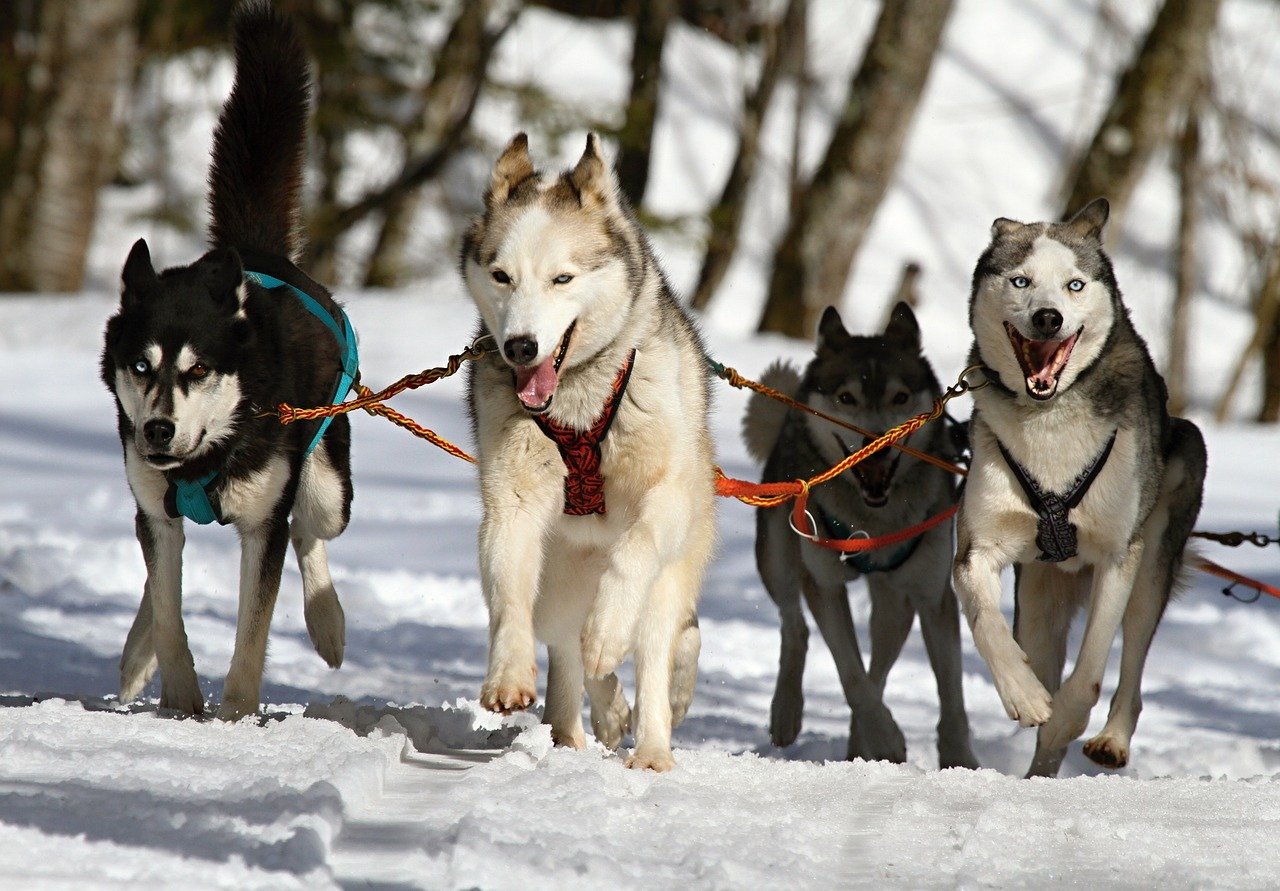 four huskies running in the snow