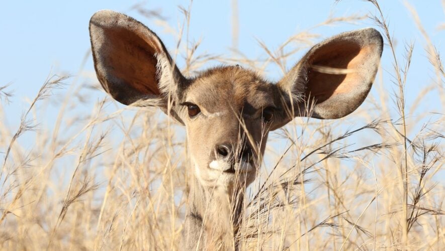 deer behind grass