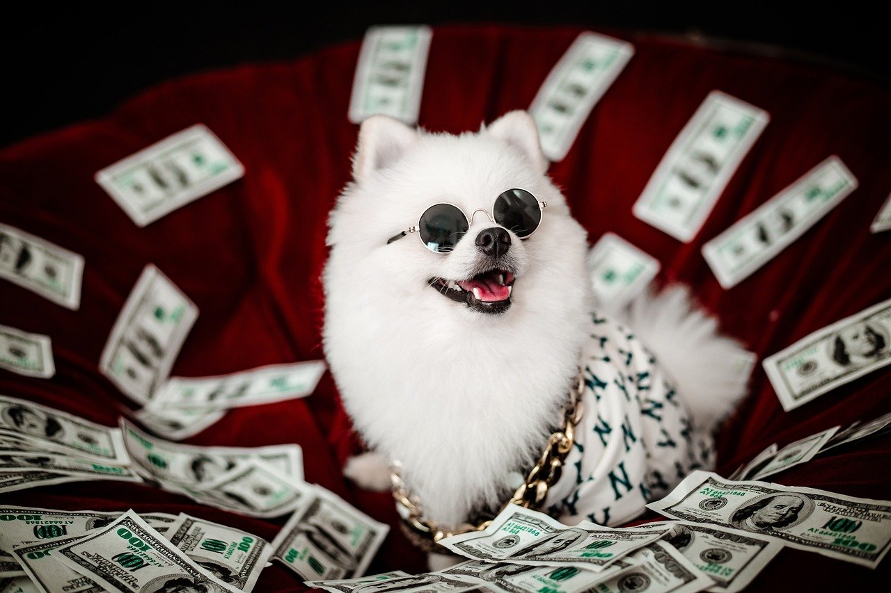 fluffy white dog wearing sunglasses surrounded by money