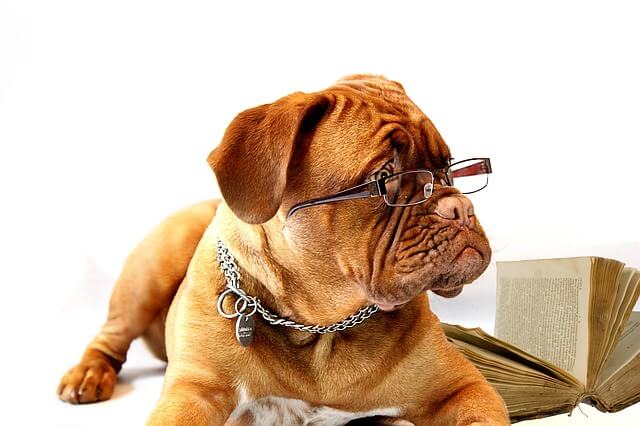 Dog with glasses