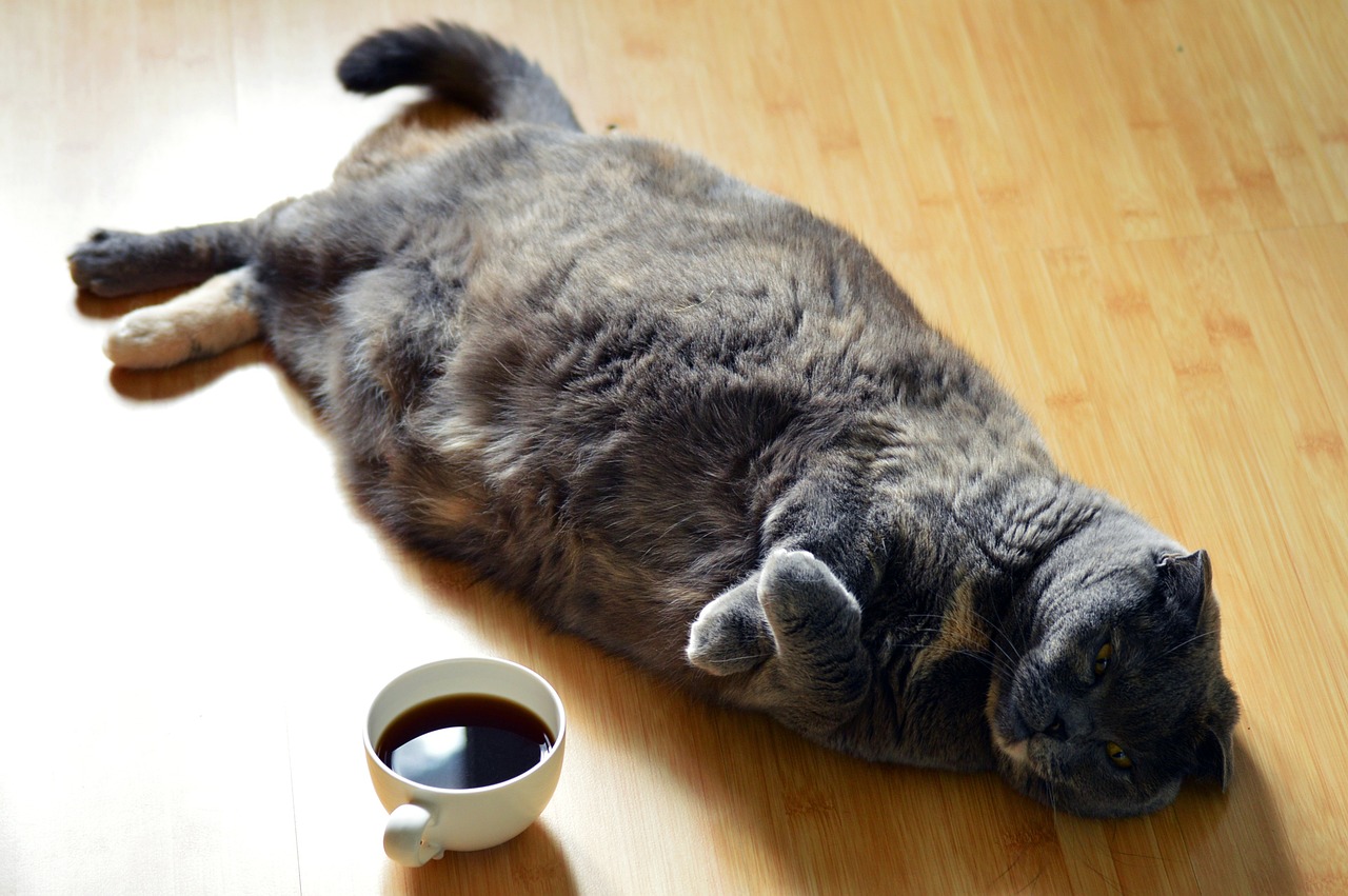 fat grey cat on floor next to cup of coffee