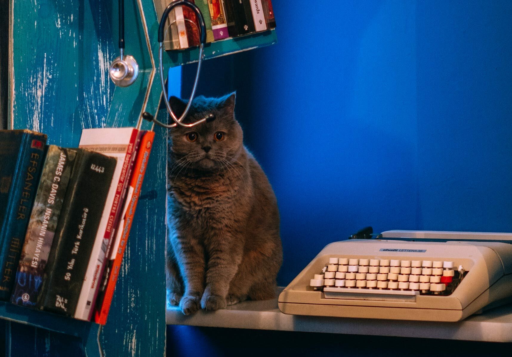 grey cat with typewriter, books, blue wall