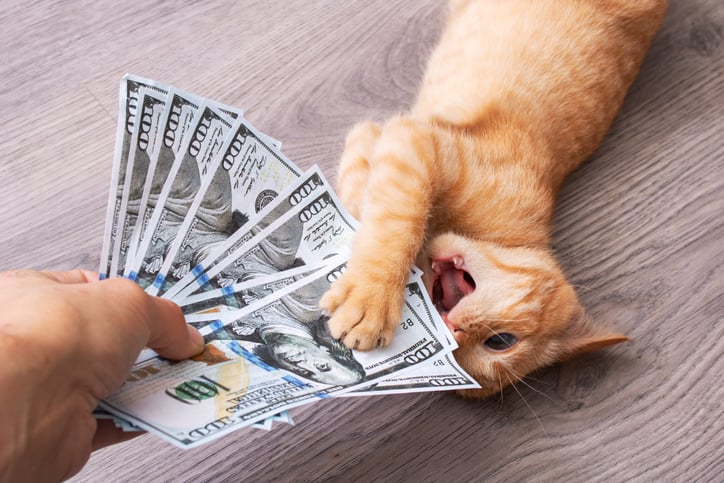 a kitten playing with money