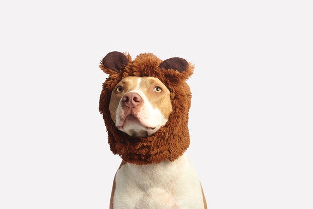 a dog wearing a bear costume