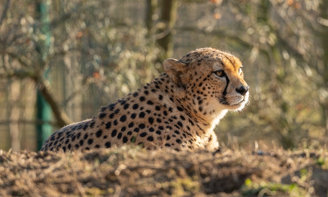 a cheetah in brown grass