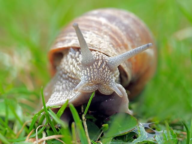 Closeup of a snail