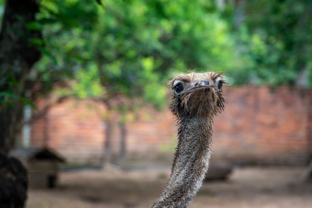 a very awkward looking bird